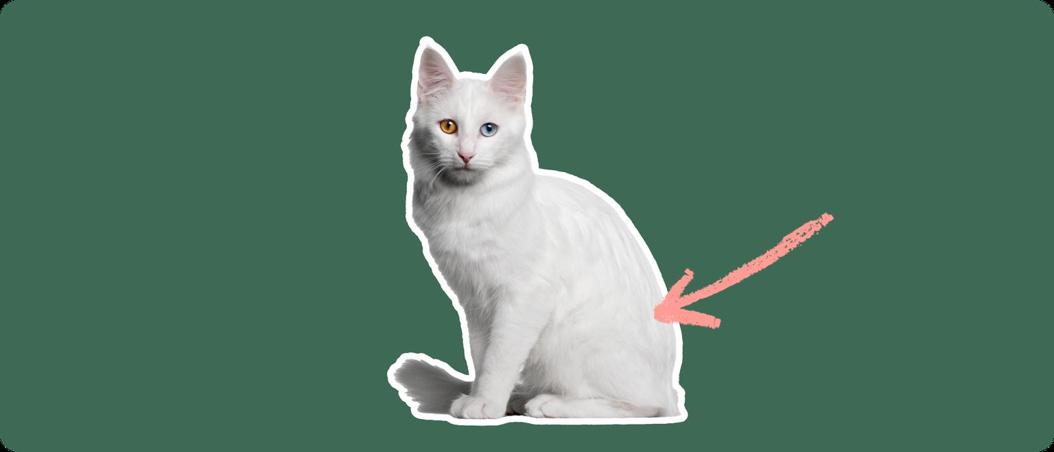 A white Turkish Angora cat with one brown eye and one blue eye, cut out with a white outline, with a pink arrow pointing to it's back, on a solid green background