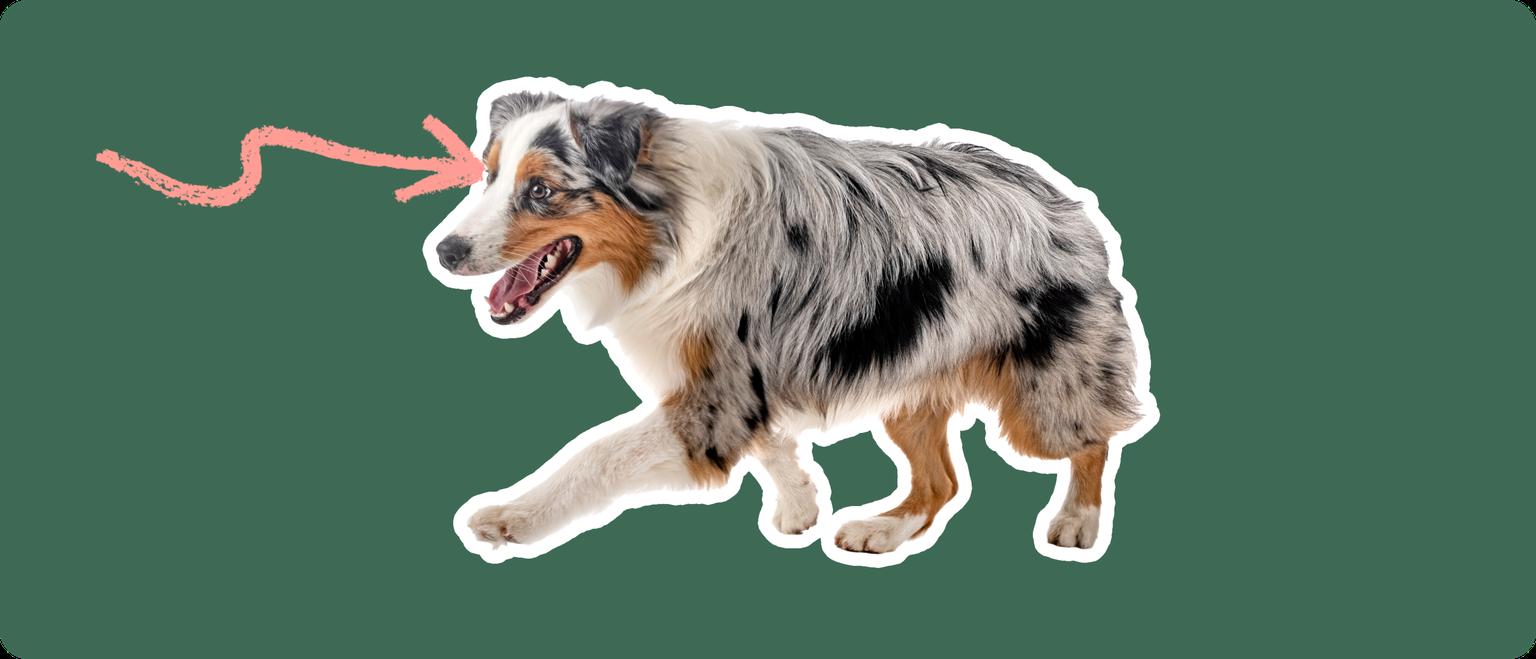 Image of an Australian Shepherd with a pink arrow drawn to its eye