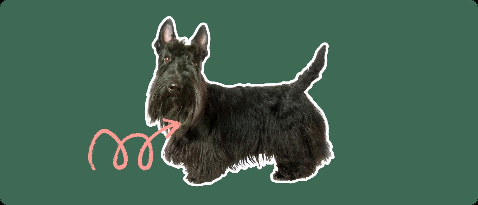 A Scottish Terrier cut out with a white outline, with a pink arrow pointing to it's neck, on a solid green background