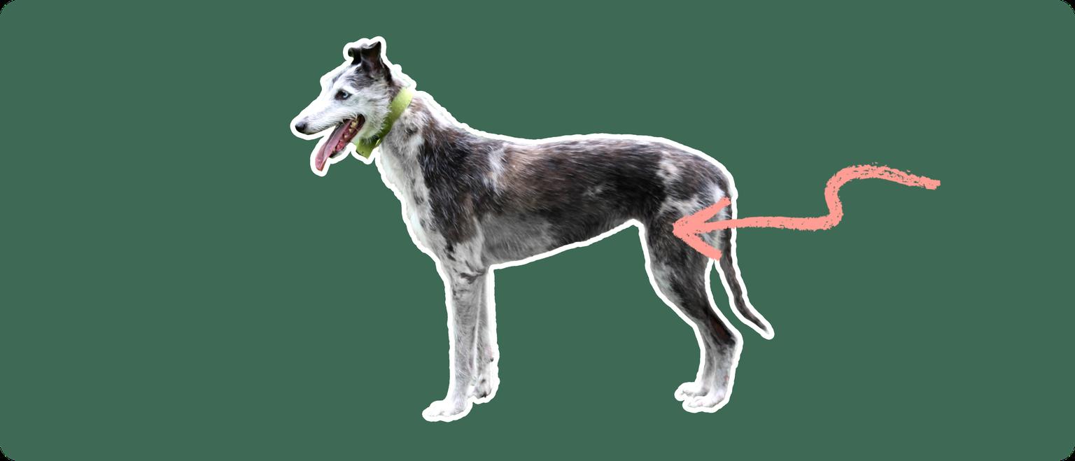 A Lurcher dog cut out with white outline on a green background with a pink arrow pointing toward it's back hip