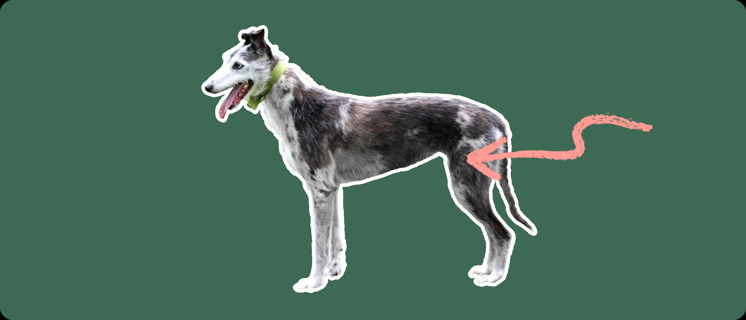 A Lurcher dog cut out with white outline on a green background with a pink arrow pointing toward it's back hip