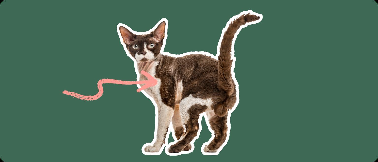A brown and white devon rex cat, cut out with a white outline, with a pink arrow pointing to it's chest, on a solid green background