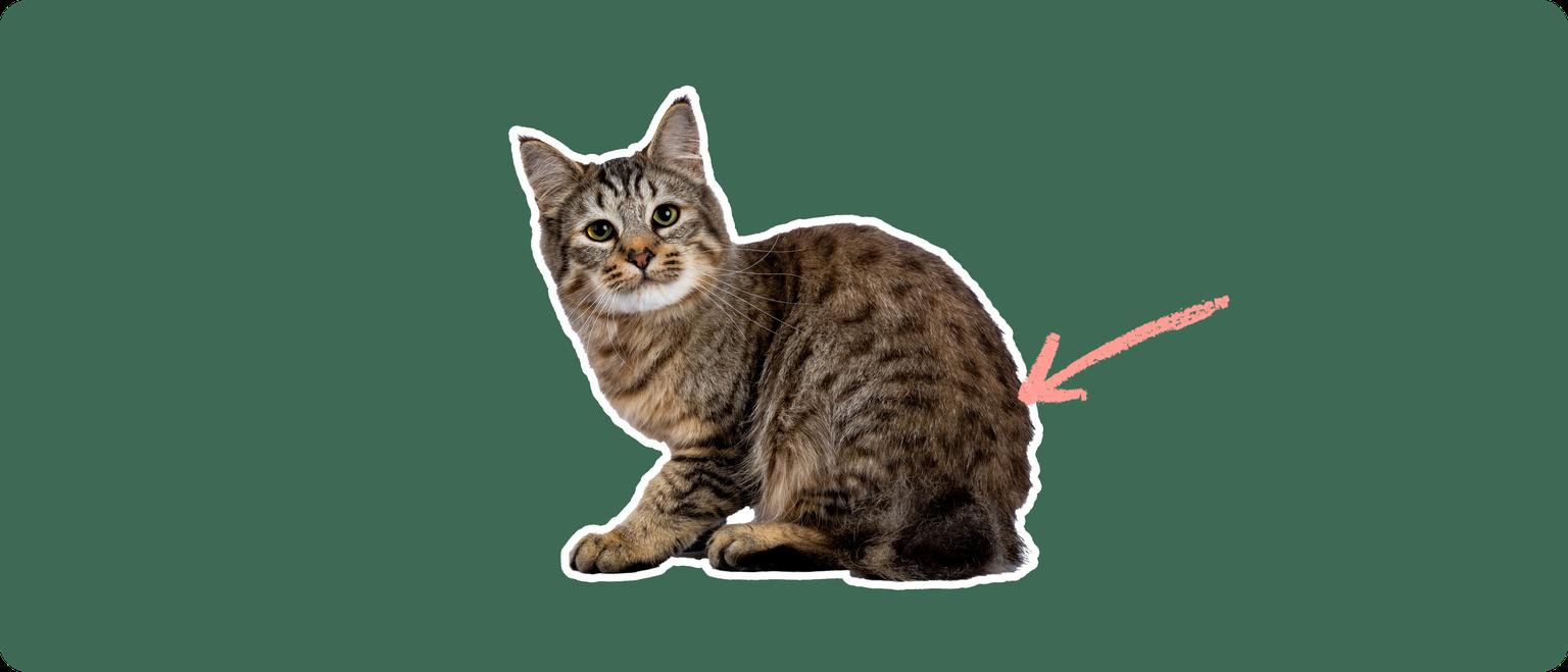 A pixie-bob cat cut out with a white outline, with a pink arrow pointing to it's back, on a solid green background
