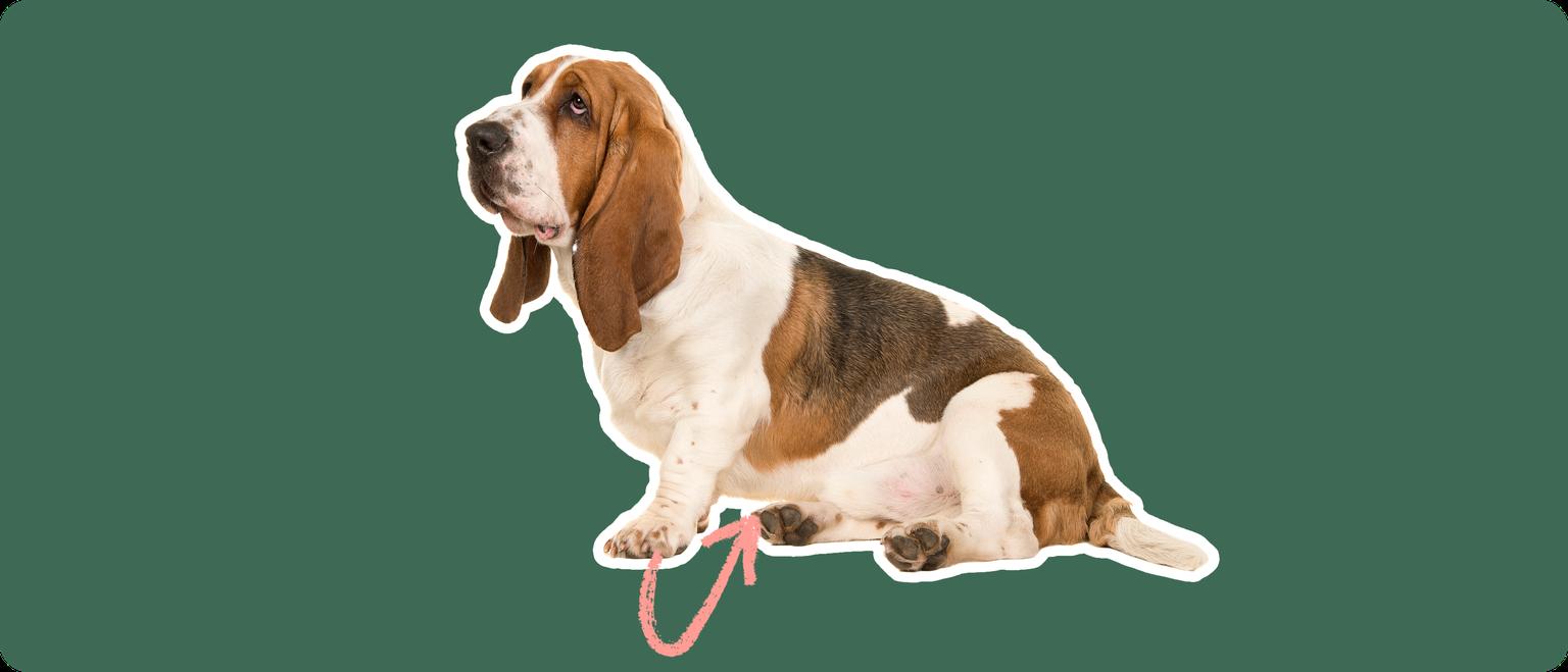 A Basset Hound dog cut out with a white outline on a green background with a pink arrow pointing to its stomach