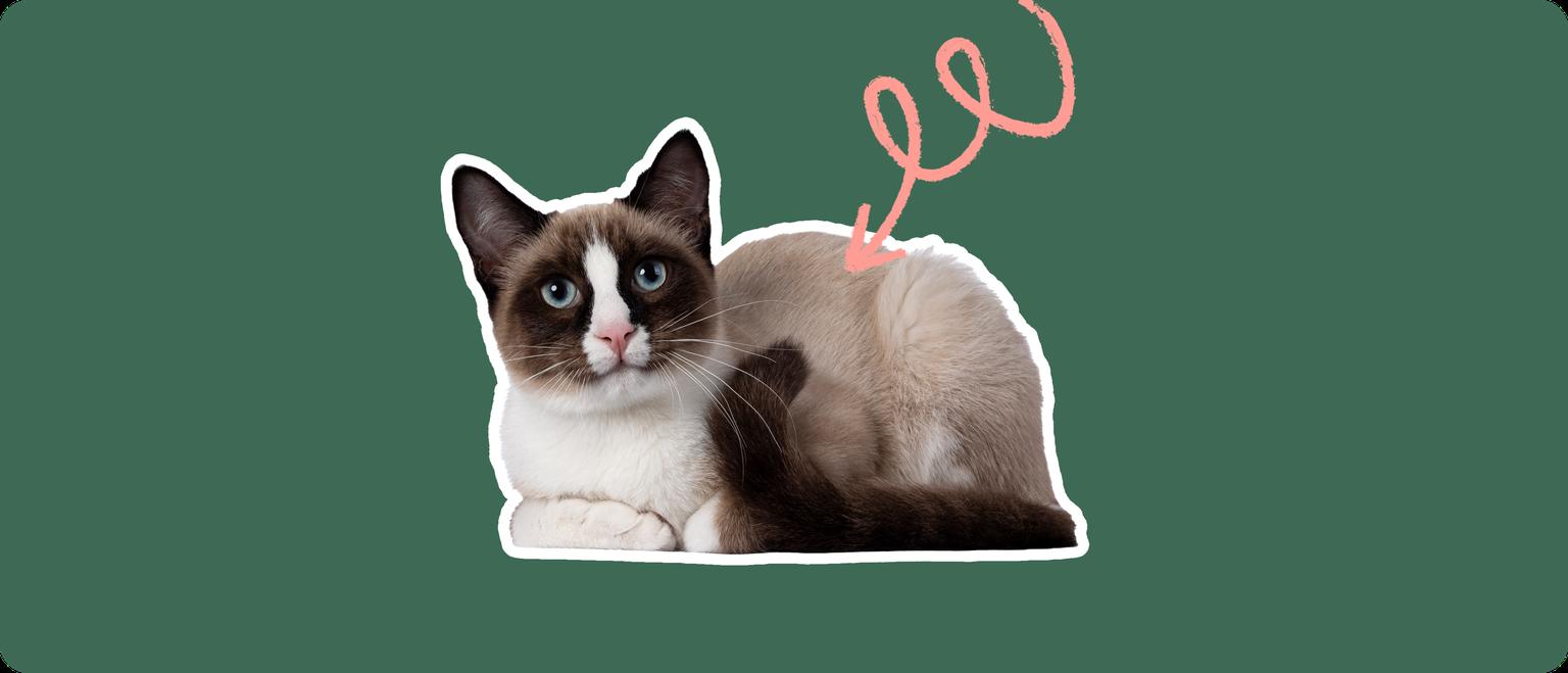 A snowshoe cat lying down, cutout with a white outline, with a pink arrow pointing to it's upper back, on a solid green background