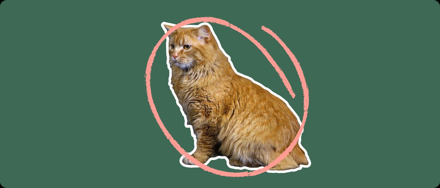 A long-haired orange cat with no tail, cut out with a white outline and a pink circle around it's body, on a solid green background