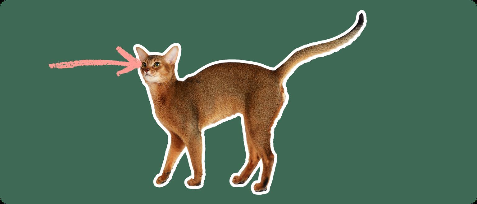 An orange-brown Abyssinian cat on a green background with a pink arrow pointing to it's eye