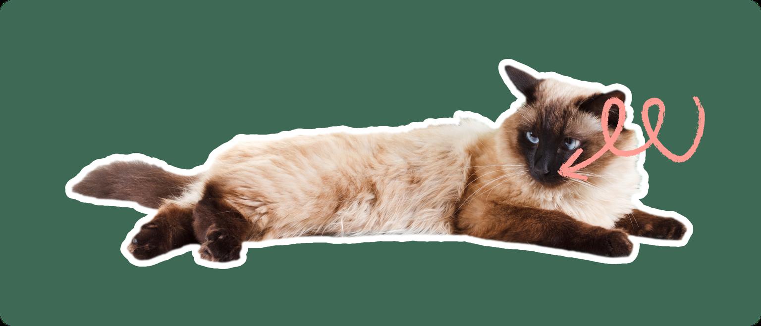 A Balinese cat lying down, cut out with a white outline, with a pink arrow pointing to it's mouth, on a solid green background.