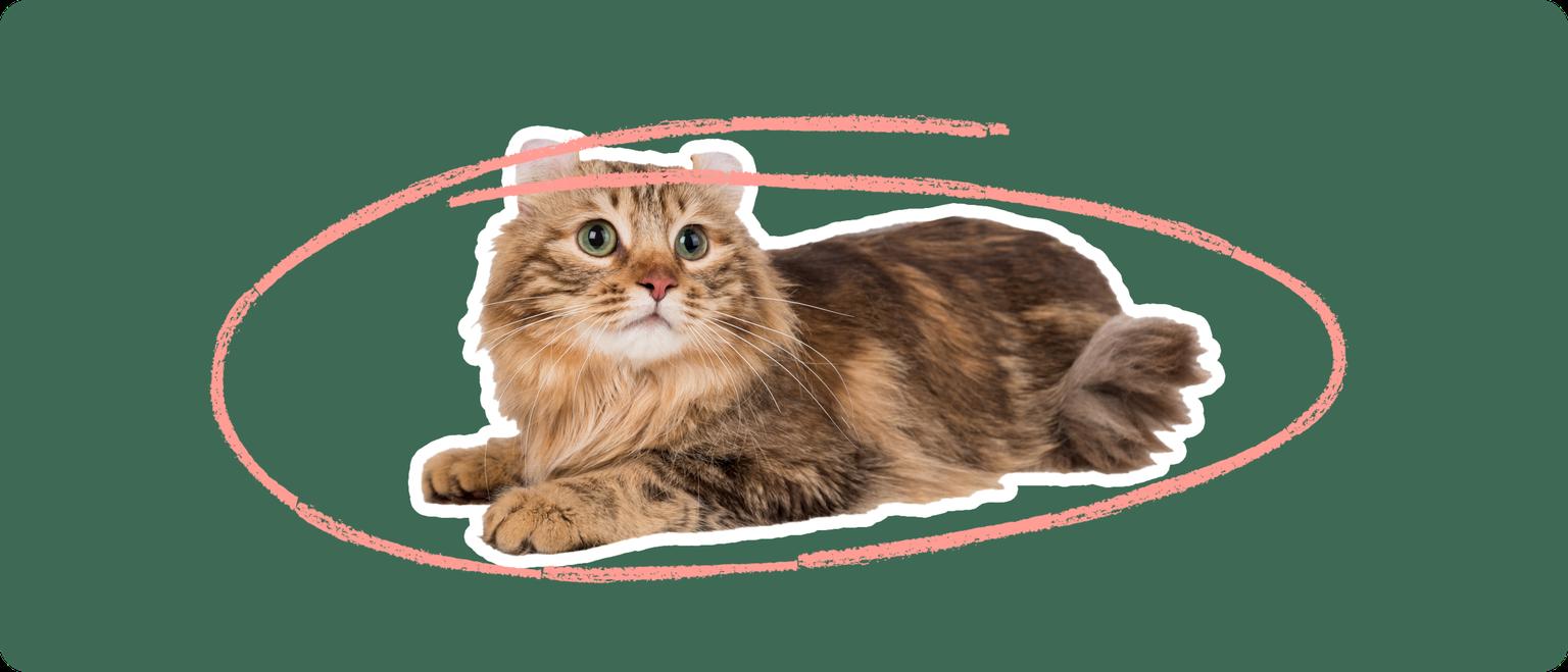 A brown American Curl cat cut out with a white outline, with a pink circle around it's body, on a solid green background