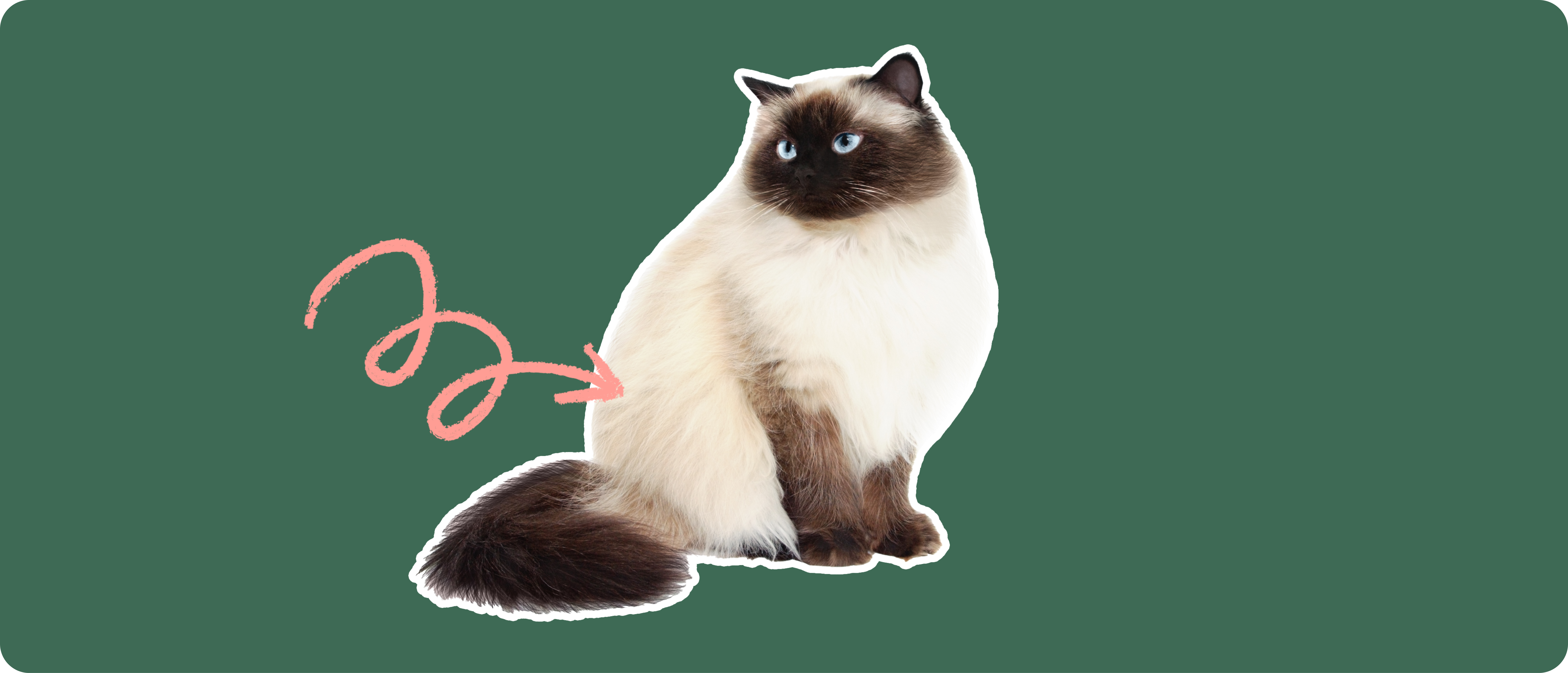 Balinese Cat Birman Cat Short Hair Siamese Cat Breeds Himalayan