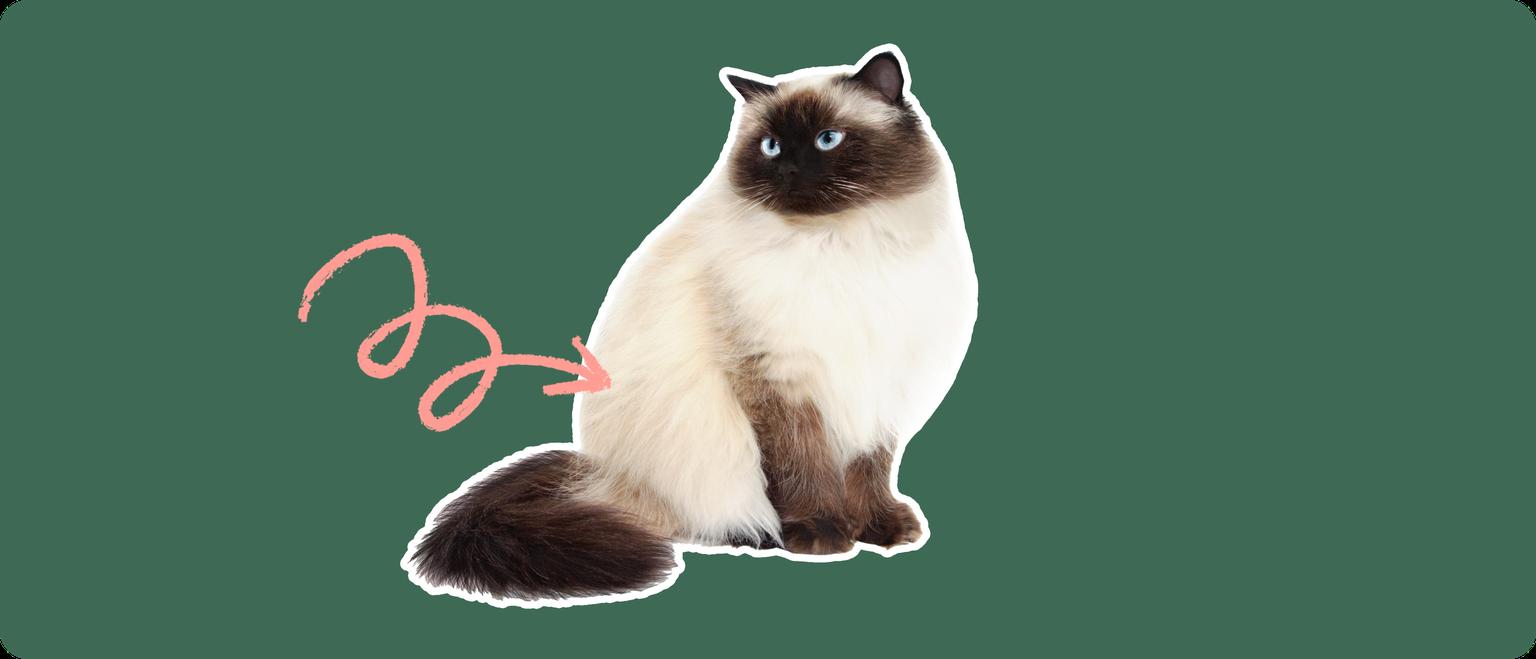 A Himalayan cat cut out with a white outline on a green background with a pink arrow pointing to its lower back