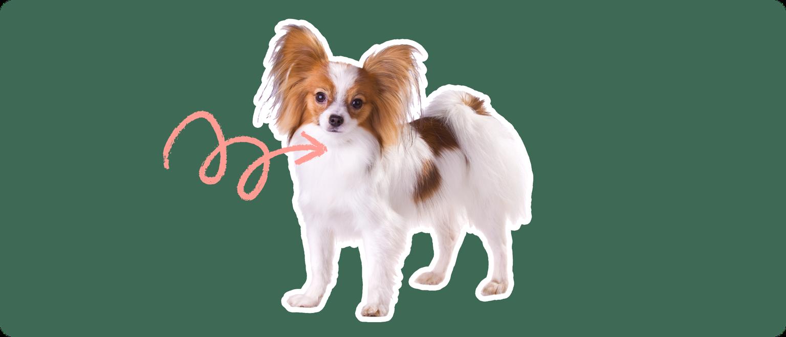 Papillon with a pink arrow drawn to its neck