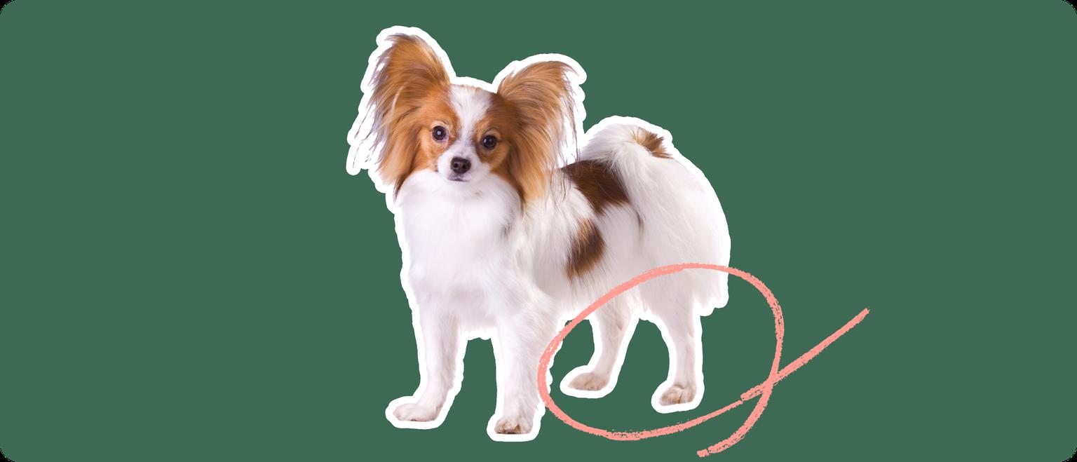 Papillon with a pink circle drawn over its knee