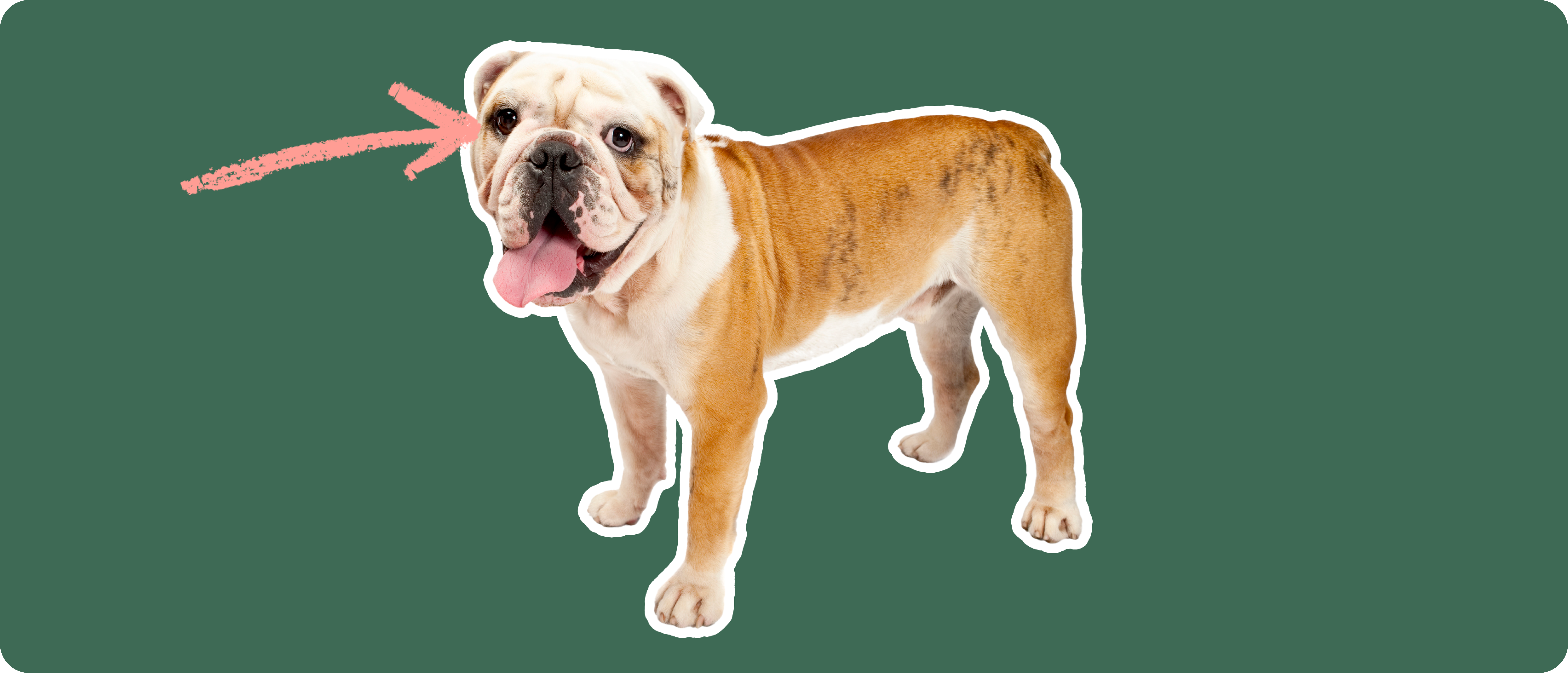 Olde English Bulldogge Insurance Get a Quote ManyPets