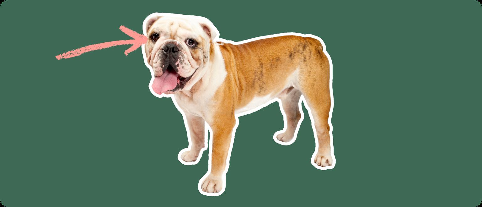 Old English Bulldoge with a pink arrow drawn to its eye