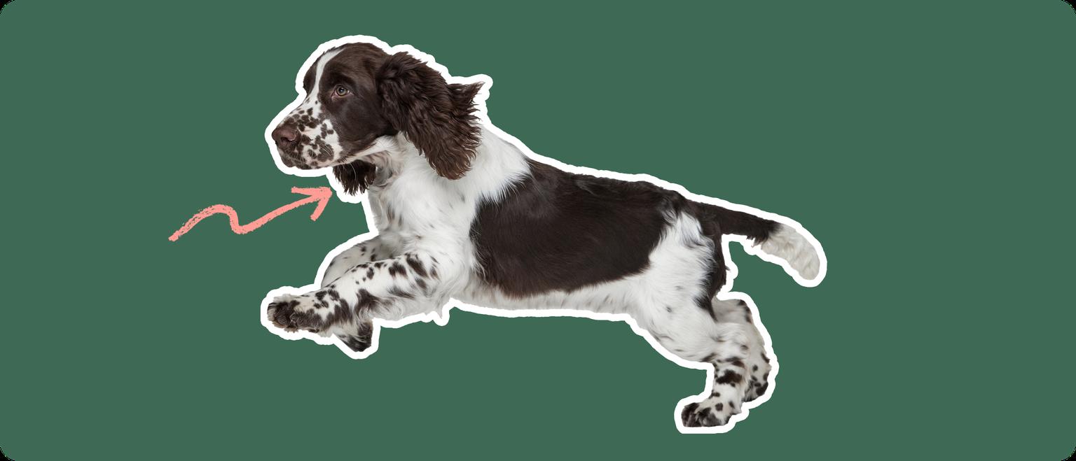 Image of a Springer Spaniel with a pink arrow drawn to its thyroid