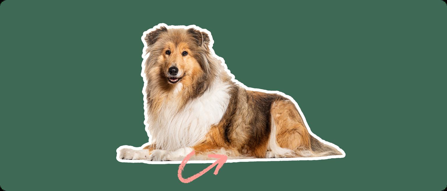 A cut out of a Rough Collie laying down, with a white stroke, on a green background, with a pink arrow pointing to it's stomach.