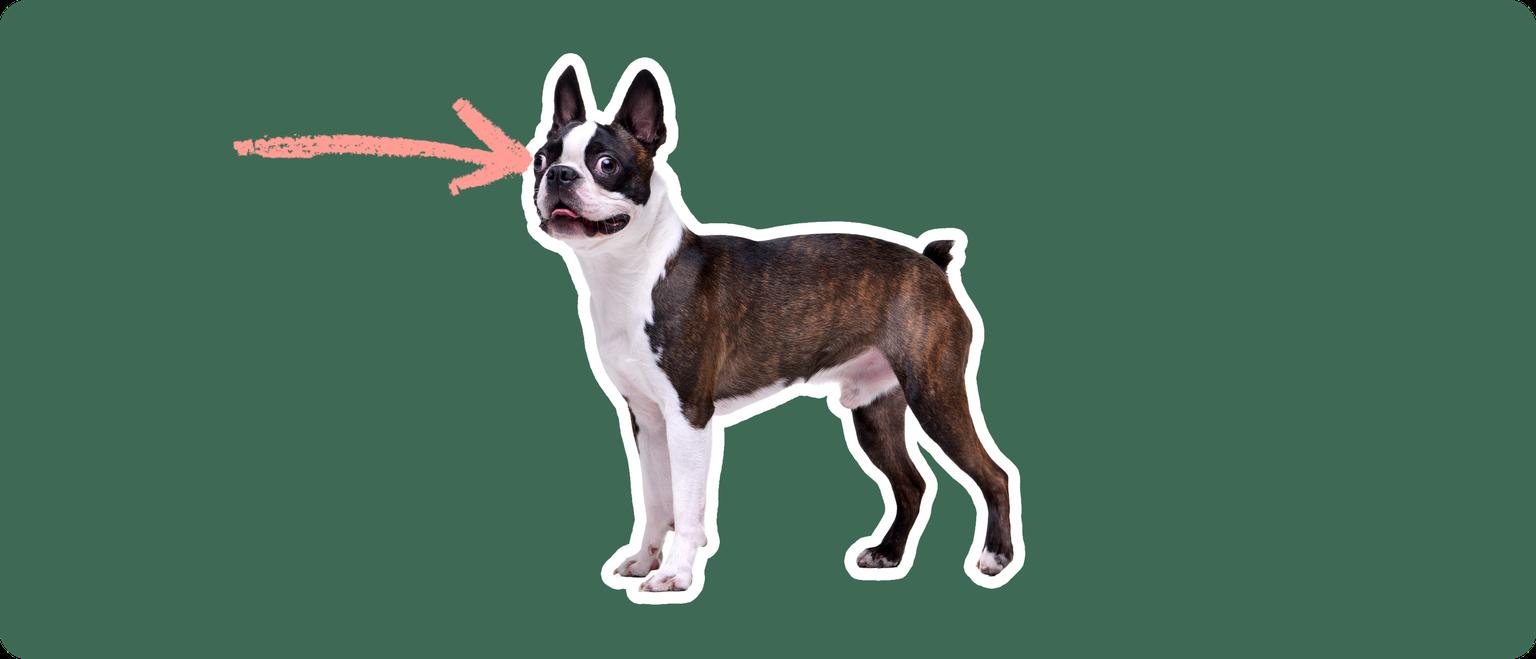 Boston Terrier with a pink arrow drawn to its eye