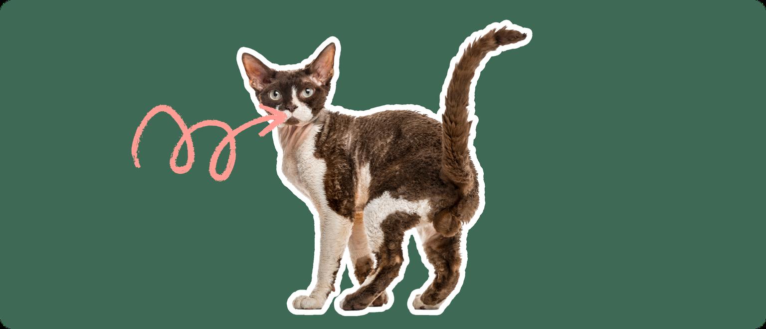 A brown and white devon rex cat, cut out with a white outline, with a pink arrow pointing to it's mouth, on a solid green background