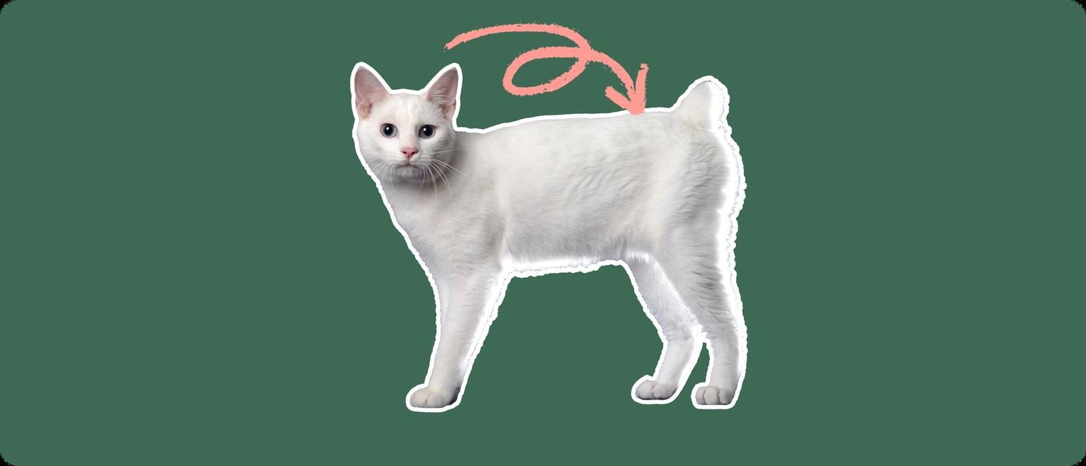 A white Japanese Bobtail cat cut out with a white outline, with a pink arrow pointing to it's back, on a solid green background
