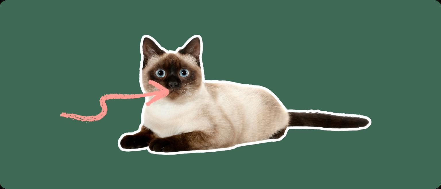 A Thai cat cut out with a white outline, with a pink arrow pointing to it's mouth, on a solid green background