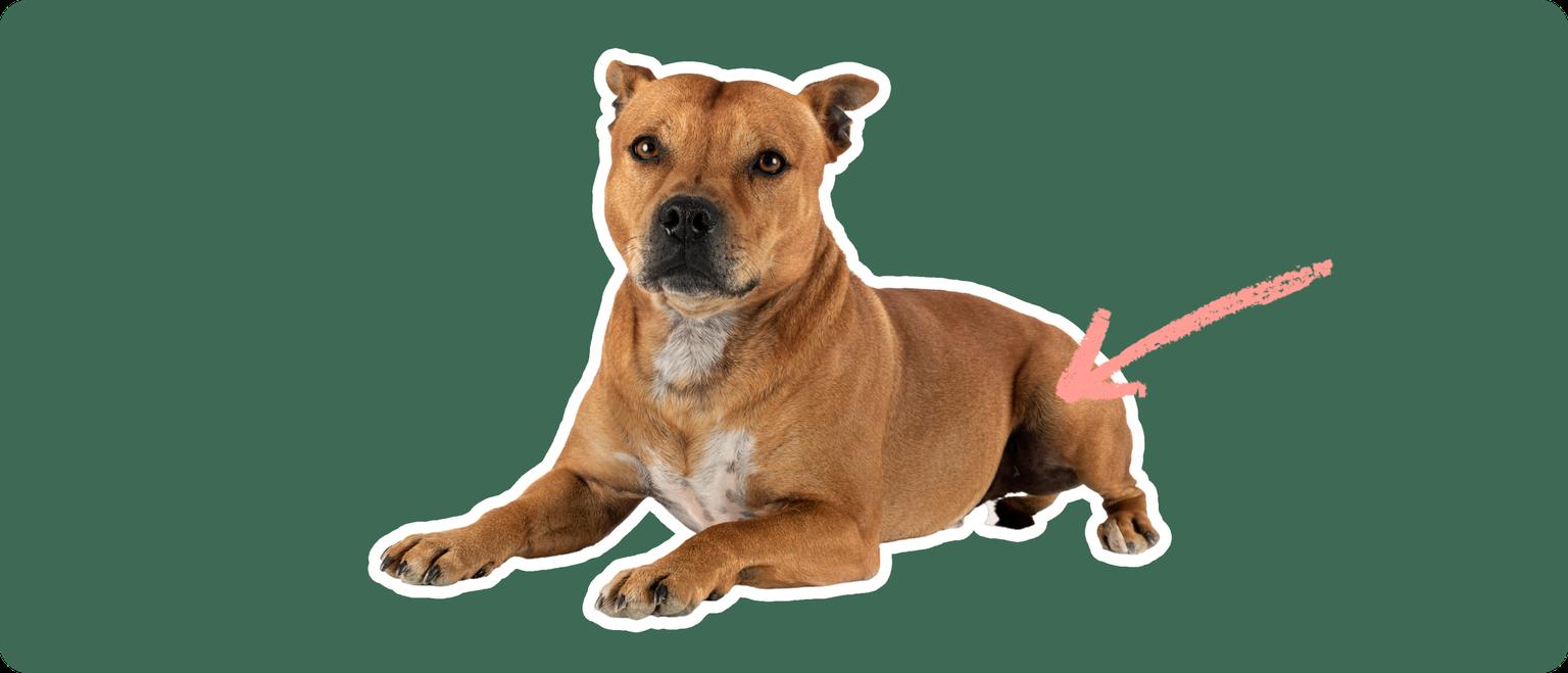 A Staffordshire Bull Terrier cut out with a white outline, with a pink arrow pointing to it's hip, on a solid green background