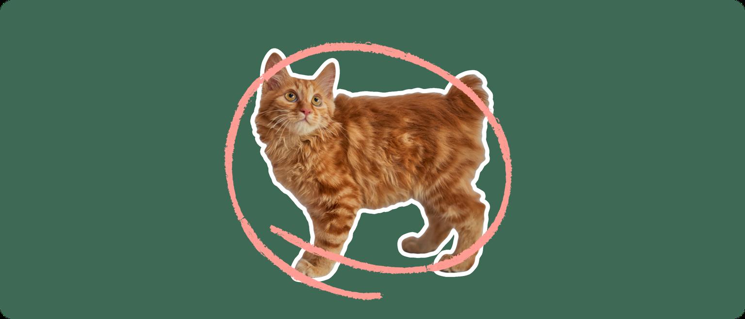 An orange american bobtail cat cut out with a white outline, with a pink circle around it's body, on a solid green background