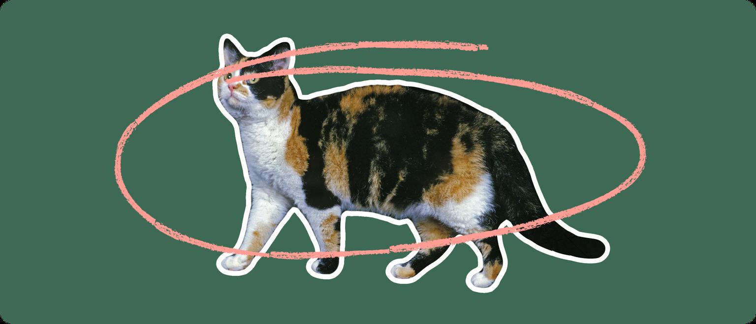 An orange, black, and white colored cat cut out with a white outline, with a pink circle around it's body, on a solid green background