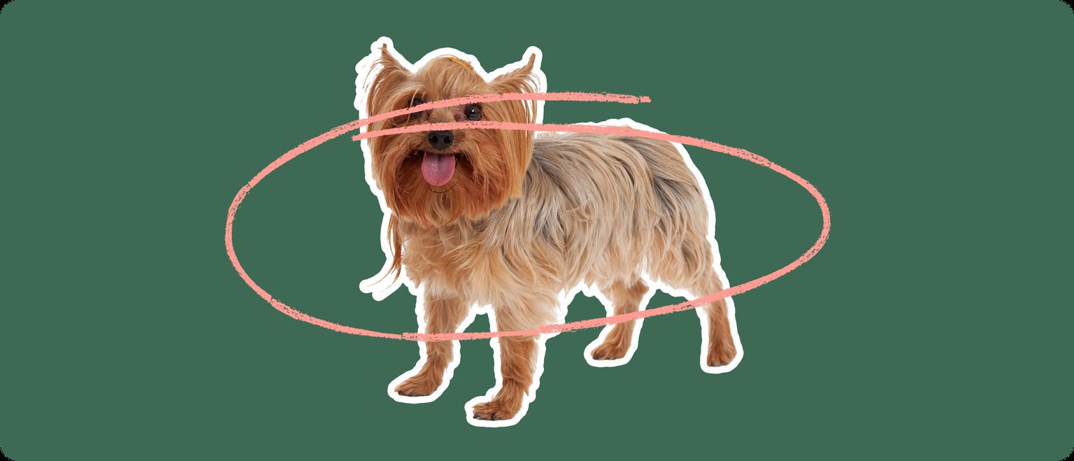 Porkie dog