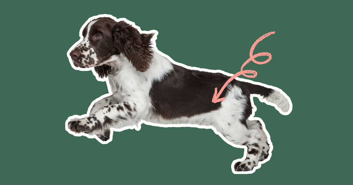 My springer spaniel is hot sale aggressive