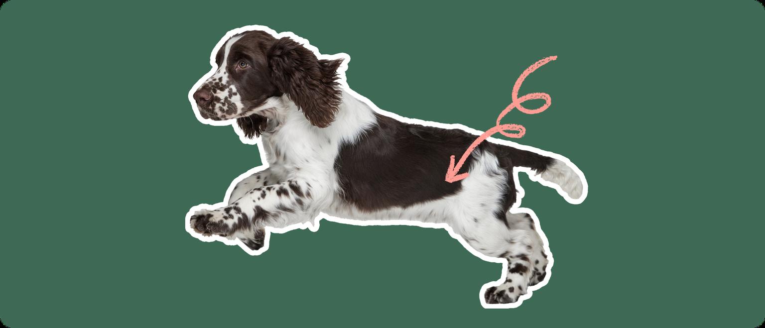 Image of a running Springer Spaniel with a pink arrow drawn to its hip