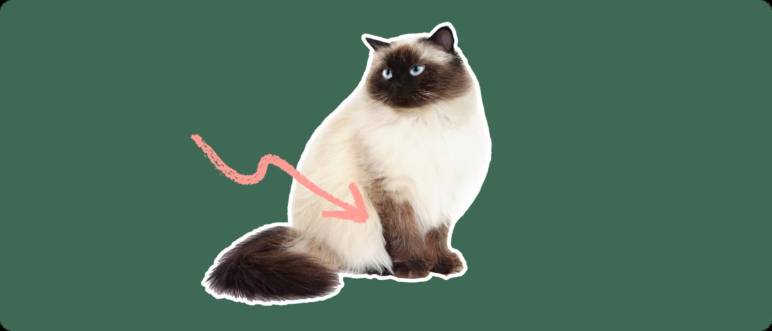 A Himalayan cat cut out with a white outline on a green background with a pink arrow pointing to its lower mid section