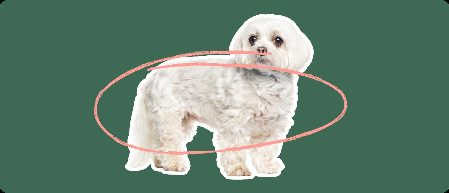 Maltese with a pink circle drawn over its body