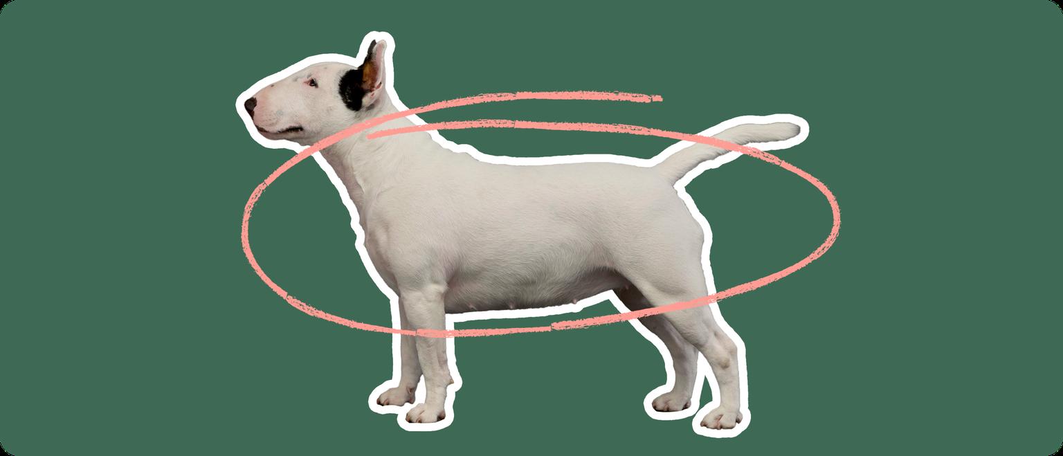 Image of a Bull Terrier with a pink arrow drawn over its body