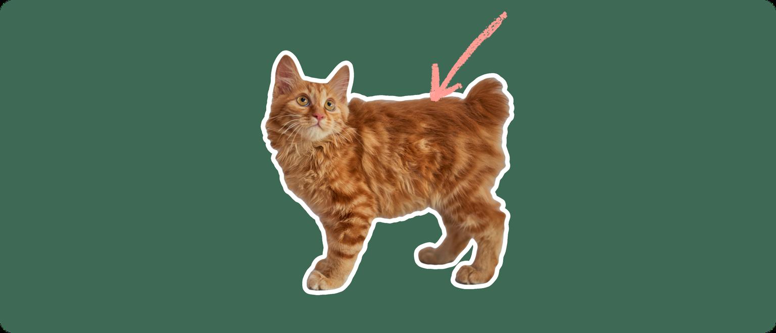 An orange american bobtail cat cut out with a white outline, with a pink arrow pointing to it's back, on a solid green background