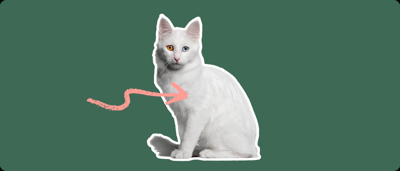 A white Turkish Angora cat with one brown eye and one blue eye, cut out with a white outline, with a pink arrow pointing to it's chest, on a solid green background