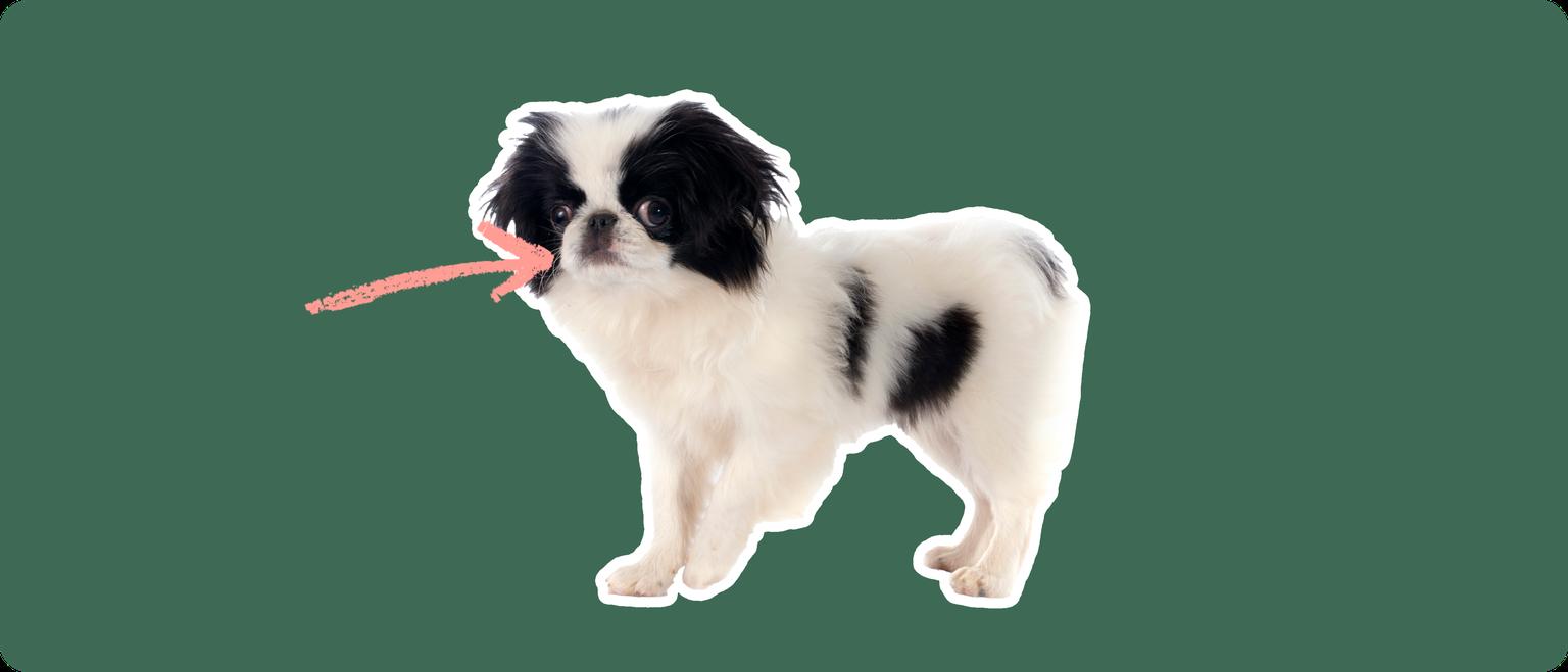 A Japanese Chin puppy cut out with a white outline, with a pink arrow pointing to it's mouth, on a solid green background