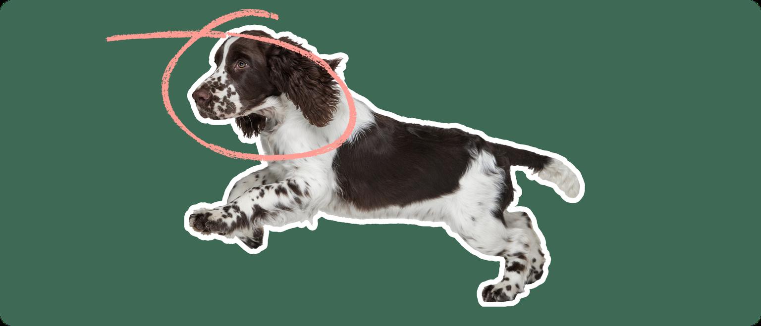 An image of a Springer Spaniel running with a pink circle drawn over its head