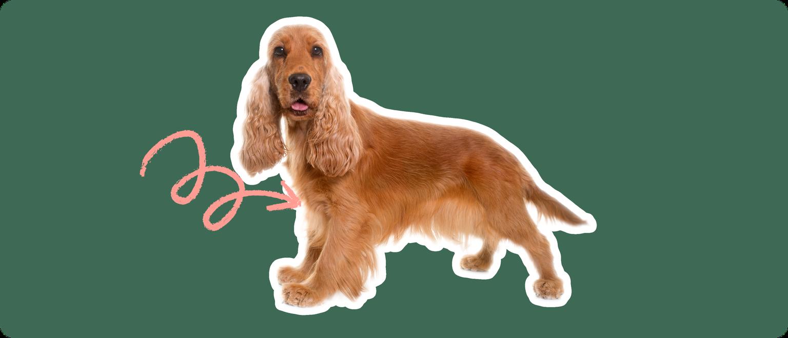 Image of a golden brown Cocker Spaniel with a pink arrow pointed at its chest