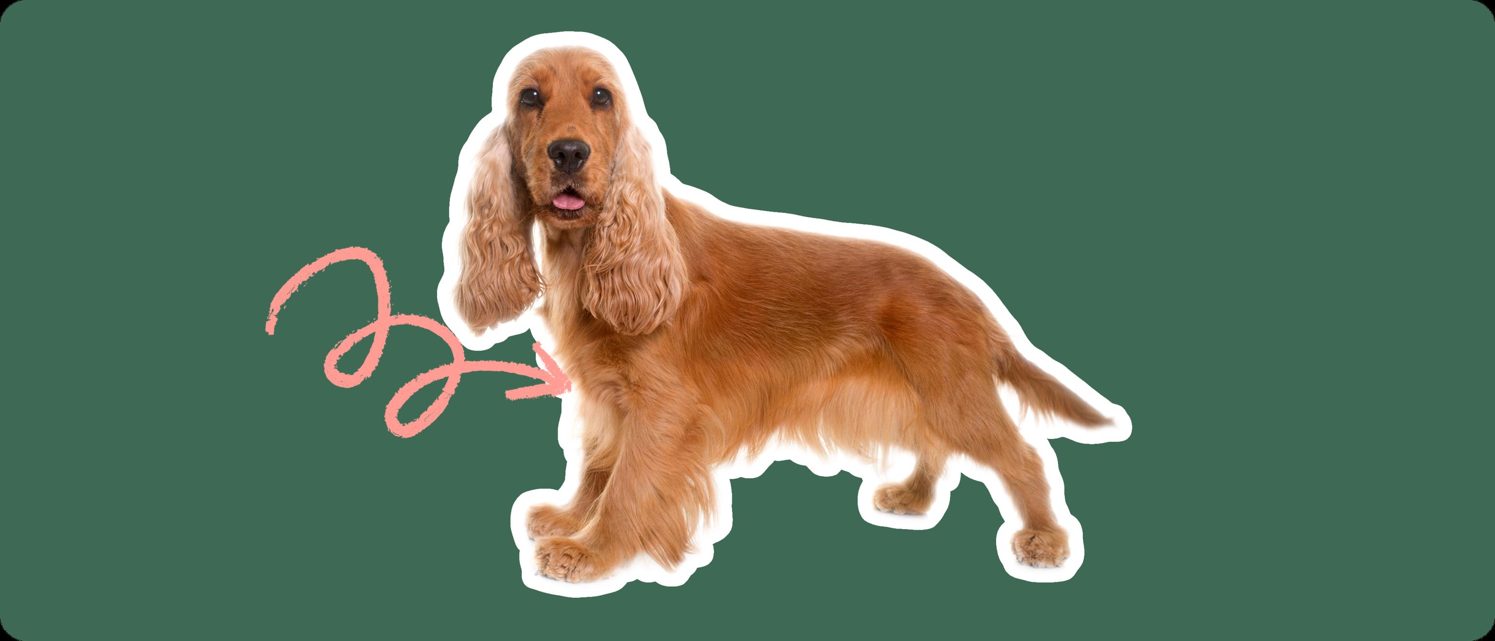 Cocker Spaniel