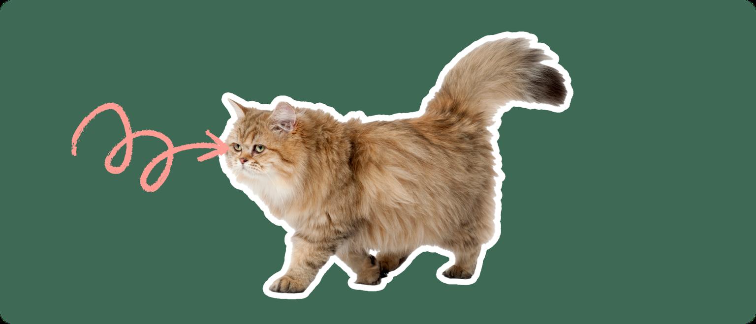 An Exotic Longhair cat cut out with a white outline, with a pink arrow pointing to it's eye, on a solid green background