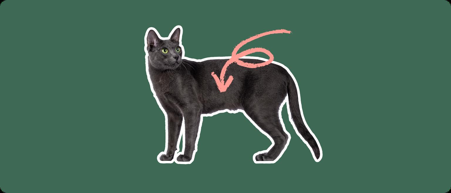 A Korat cat cut out with a white outline, with a pink arrow pointing to the center of it's body, on a solid green background