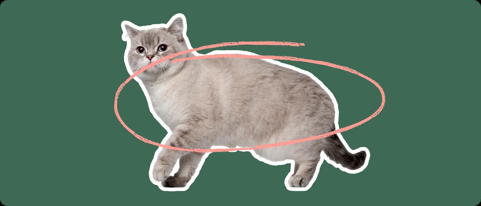 Siberian Cat