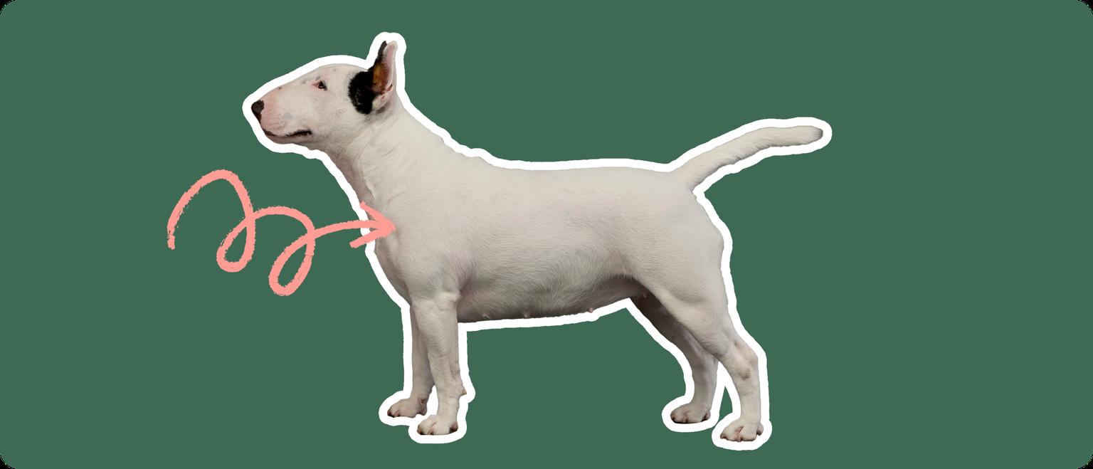 Image of a Bull Terrier with a pink arrow drawn to its chest