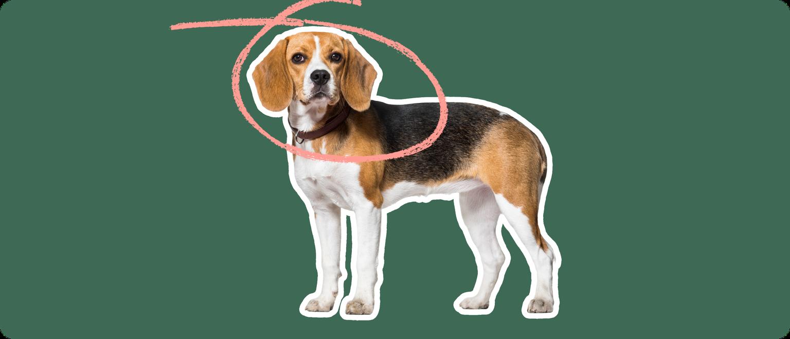 Photo of a brown and white beagle with a pink circle indicating where it has Intervertebral Disc Disease (IVDD)