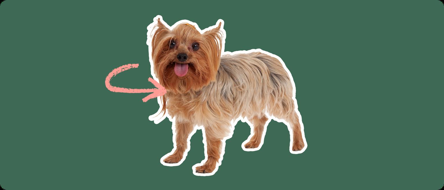Porkie dog with a pink arrow drawn to its neck