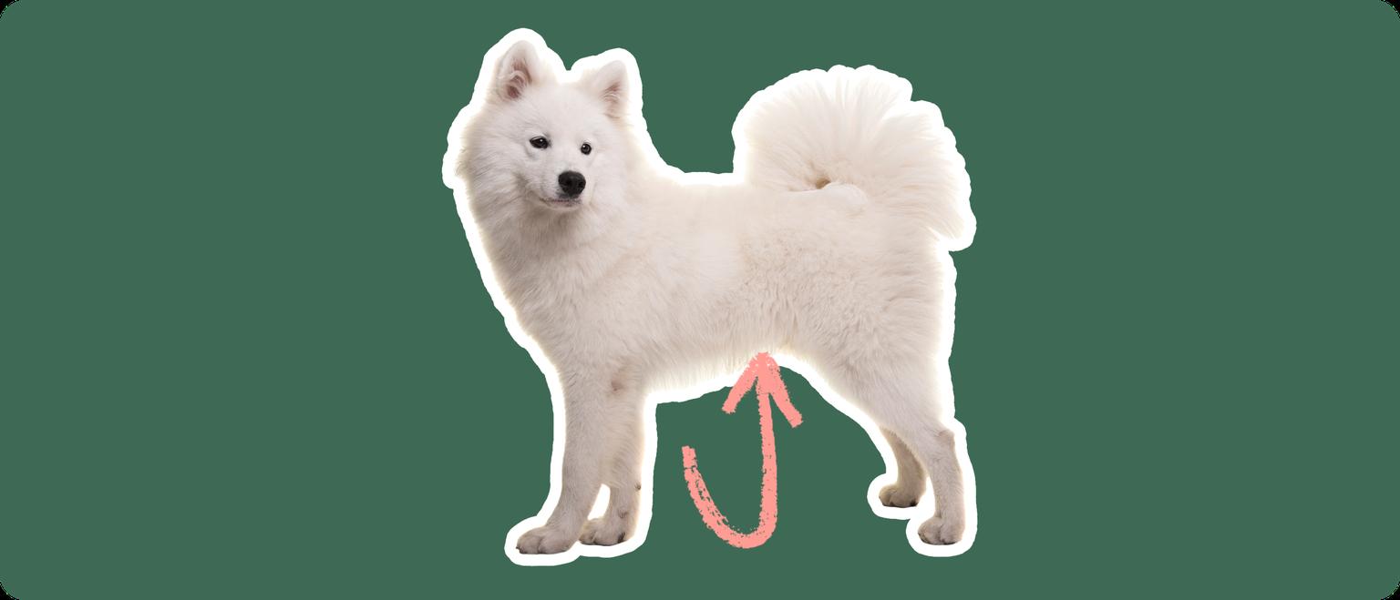 Image of a white Samoyed with a pink arrow drawn to its stomach