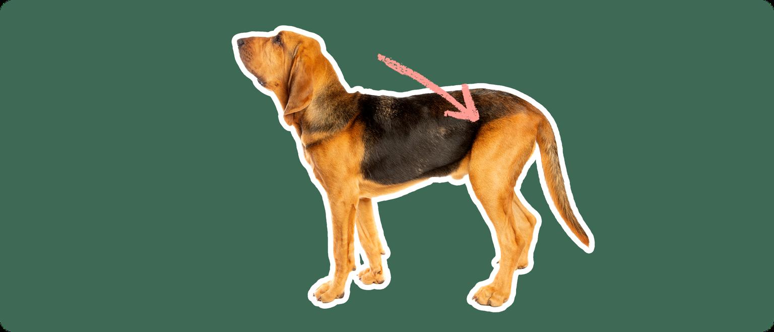 The sideview of a Bloodhound dog cut out with a white outline, with a pink arrow pointing to it's back hip, on a solid green background