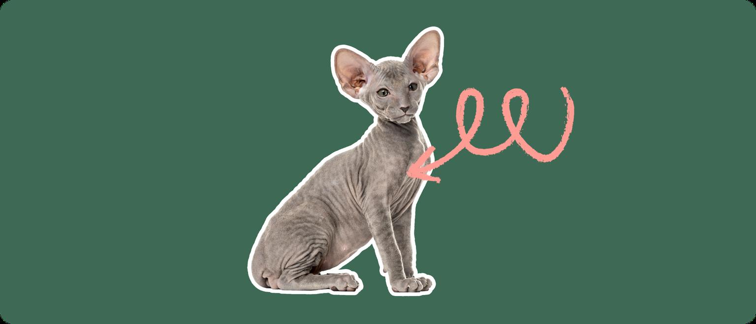 A grey peterbald cat cut out with a white outline, with a pink arrow pointing to it's chest, on a solid cut background