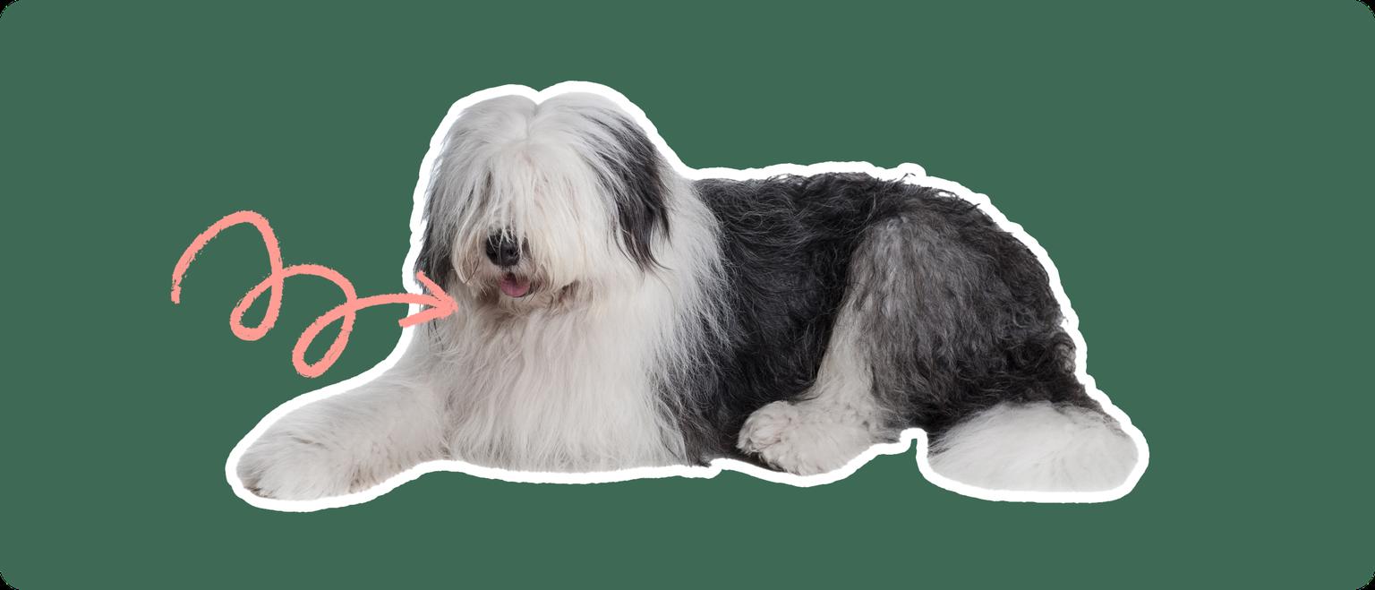 An old english sheepdog cut out with a white outline, with a pink arrow pointing to it's throat, on a solid green background